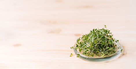 Wall Mural - Young shoots of microgreens on a glass plate on a wooden table.