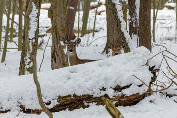 Wall Mural - The white-tailed deer (Odocoileus virginianus), also known as the whitetail or Virginia deer in snowy forest