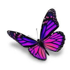 Wall Mural - purple monarch butterfly