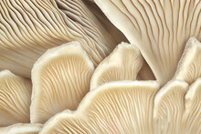 Close Up Of Gills Of Oyster Mushroom Pleurotus Ostreatus. Generative Ai