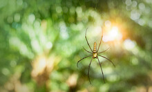 Nephila Pilipes Spider. Orb Web Spider In Asian Garden.