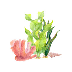 Wall Mural - Watercolor drawing of coral, ribbon algae and a shell on white background. Underwater set for illustration, stickers, logo, background