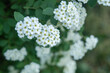 © caiquame - The yarrow blossom (Achillea millefolium) blooms in the meadow during the spring and summer months.