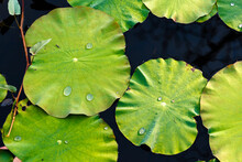 Bright Green Close Up Of Lily Pads In Water With Rain Drops On Them
