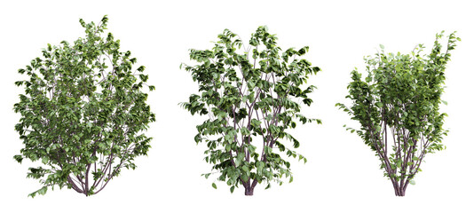 Fototapete - Plant shrub corylus avellana set on transparent background.3d rendering PNG Set