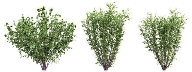 Fototapete - Plant shrub corylus avellana set on transparent background.3d rendering PNG Set