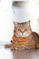 Wall Mural - A beautiful cat lies on the table at home and looks at the camera, then away. Cat close-up