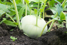 The Kohlrabi Turnip Has Grown And Ripened In A Garden Bed. Kohlrabi Cabbage Is Ready For Harvest