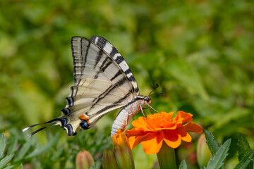 Sticker - butterfly sitting on orange targets flower