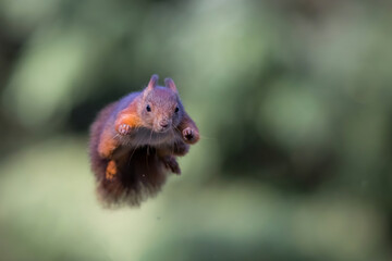 Wall Mural - Eurasian red squirrel (Sciurus vulgaris) jumping in the forest of Noord Brabant in the Netherlands. Green background.