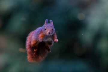 Wall Mural - Eurasian red squirrel (Sciurus vulgaris) jumping in the forest of Noord Brabant in the Netherlands. Green background.