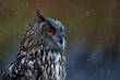 Portrait of an European Eagle Owl (Bubo bubo) in Gelderland in the Netherlands.