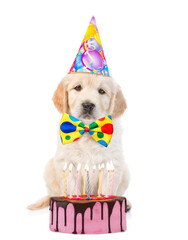 Poster - Golden retriever puppy wearing party cap and tie bow sits with birthday cake with lots burning candles . isolated on white background