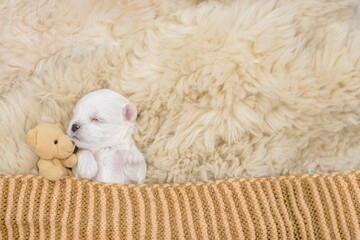 Aufkleber - White newboen lapdog puppy sleeps under white blanket on a bed at home with favorite toy bear. Top down view. Empty space for text