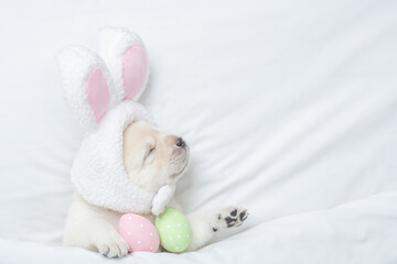 Aufkleber - Golden retriever puppy wearing easter rabbits ears sleeps with painted eggs on a bed under warm white blanket at home. Empty space for text