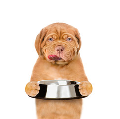 Leinwandbilder - Licking lips Mastiff puppy holding empty bowl. isolated on white background