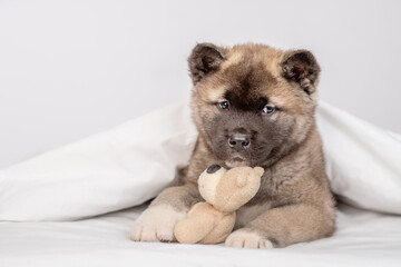 Wall Mural - Cozy American Akita puppy lies under warm blanket on the bed at home and hugs favorite toy bear. Empty space for text