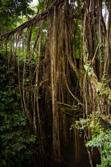  Tropical rainforest or jungle with trees and lianas