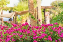 Blooming Bouganvillea And Palm Trees On The Background