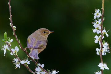 Canvas Print - Willow warbler (Phylloscopus trochilus)on a branch with white flowers (Prunus spinosa)  in the Netherlands in springtime. Black background.       