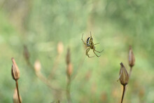 Closeup Of A Little Black And Yellow Garden Spider On The Web