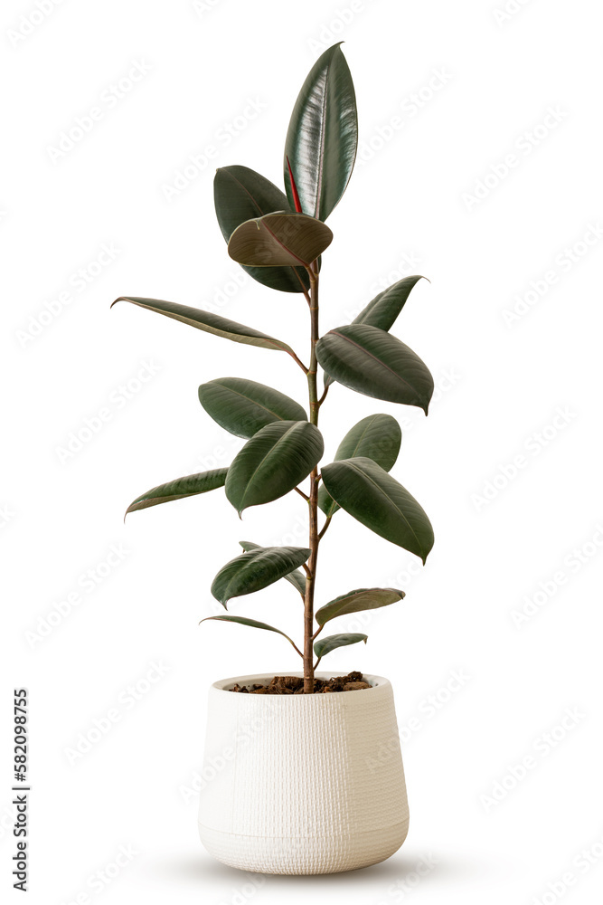 Indoor plant ficus rubber tree in white plastic pot isolated on white  background clipping path. India rubber fig green leaves air purifier plant  indoor minimal design. Stock Photo | Adobe Stock