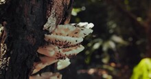 Macro Panning Shot Of Fungus Eating Flies On White Tree Fungus In Amazon Rainforest, Peru