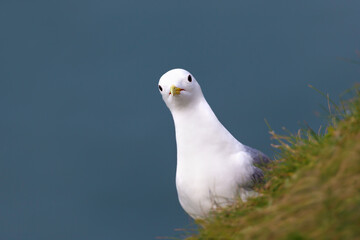 Wall Mural - close up of a kittiwake on a cliff edge