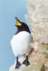 Wall Mural - portrait of a razorbill calling, bempton cliffs