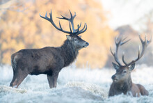 Close Up Of Two Red Deer Stags In Winter