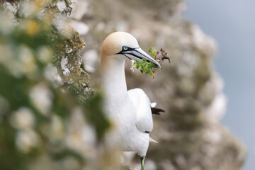 Wall Mural - northern gannet with daisies in the beak during breeding season