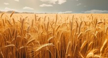 Golden Wheat Field On Sunny Day