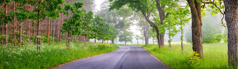 Canvas Print - Panoramic view of the curving asphalt road in foggy natural park.