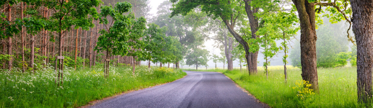 Fototapete - Panoramic view of the curving asphalt road in foggy natural park.