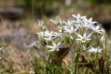 Cluster Of White Star Of Bethlehem Flowers