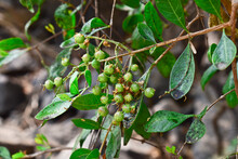 Henna ( Lawsonia Inermis) Leaves, Fruit And Flower, Indian Medicinal Herbs