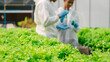 © Phushutter - African American Plant Genetic Expert researcher and friends testing quality and bacteria contained in the mixture of water in a closed greenhouse hydroponic vegetable garden