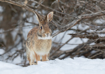 Eastern cottontail rabbit standing in a winter forest.