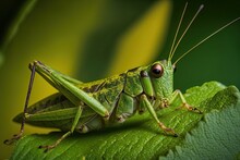 A Striking Close-up Of A Green Grasshopper Perched On A Leaf, Capturing Its Intricate Details And Textures. Generated By AI