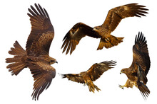 Set Of Black Kite (Milvus Migrans) Flying Isolated On Transparent Background Png File	