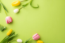 Spring time concept. Top view photo of fresh flowers pink yellow and white tulips on isolated light green background with empty space