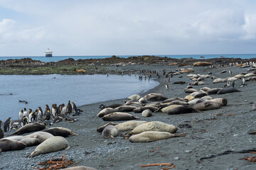 Sticker - View from Sandy Bay, Macquarie Island, Australia