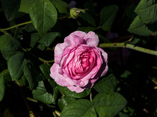 Wall Mural - pink rose on green leaves with rainy drop in the garden on sunny day