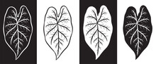 Set Of Four Leaf Of Nephthytis Or Caladium Syngonium Podophyllum In Black And White Colors. Isolated Vector Images Can Be Used Separately Or Together.
