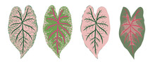 Set Of Four Leaf Of Nephthytis Or Caladium Syngonium Podophyllum In Varied Colors. Isolated Vector Illustrations Can Be Used Separately Or Together. White Background.