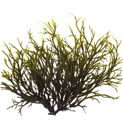 Wall Mural - green codium seaweed, isolated on transparent background cutout , generative ai
