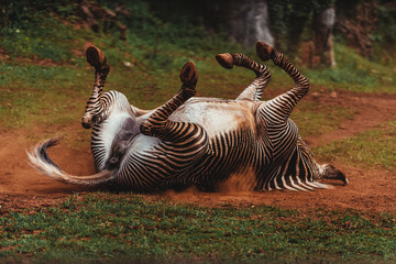 Sticker - Close-up shot of a zebra in the field