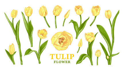 Wall Mural - set of hand drawn spring yellow tulip flowers. vector illustration of plant elements for floral desi