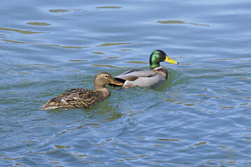 Wall Mural - pair of mallards in the water