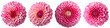 Assorted pink dahlia flower heads on transparent PNG background. Created with Generative AI.